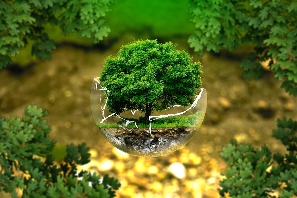 Green forest with sunlight filtering through leaves